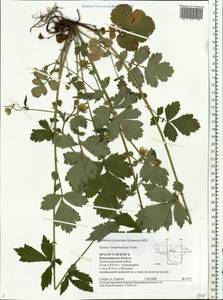 Geum × intermedium Ehrh., Восточная Европа, Центральный район (E4) (Россия)