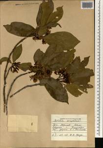 Morelia senegalensis A.Rich. ex DC., Африка (AFR) (Мали)