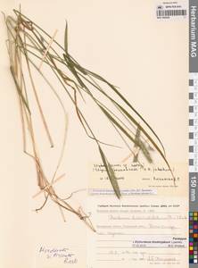 × Elyhordeum, Сибирь, Чукотка и Камчатка (S7) (Россия)