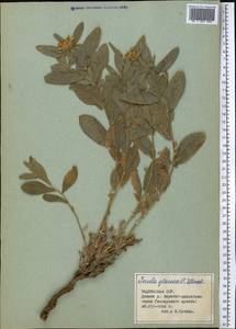 Девясил сизый C. Winkl., Средняя Азия и Казахстан, Памир и Памиро-Алай (M2) (Таджикистан)