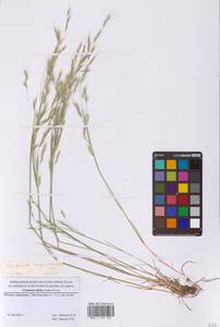 Вентената сомнительная (Leers) Coss. & Durieu, Восточная Европа, Московская область и Москва (E4a) (Россия)