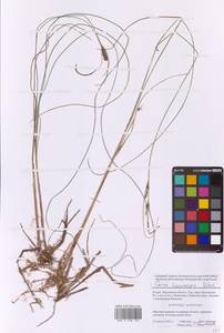 Осока волосистоплодная Ehrh., Восточная Европа, Московская область и Москва (E4a) (Россия)
