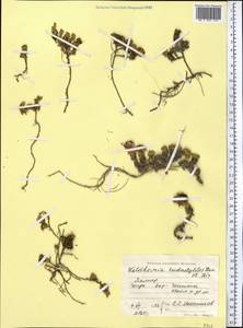 Allardia tridactylites (Kar. & Kir.) Sch. Bip., Средняя Азия и Казахстан, Памир и Памиро-Алай (M2) (Таджикистан)