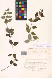 MHA 0 014 886, Mentha × verticillata L., Восточная Европа, Латвия (E2b) (Латвия)