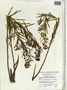 Euphorbia tommasiniana Bertol., Восточная Европа, Центральный лесостепной район (E6) (Россия)