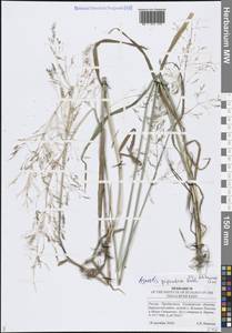 Полевица гигантская Roth, Восточная Европа, Средневолжский район (E8) (Россия)