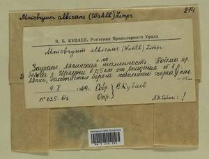 Pohlia wahlenbergii (F. Weber & D. Mohr) A.L. Andrews, Гербарий мохообразных, Мхи - Западная Сибирь (включая Алтай) (B15) (Россия)