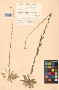 Резуха плоскостручковая (Pers.) Rchb., Восточная Европа, Центральный лесостепной район (E6) (Россия)