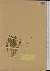 Aethionema saxatile (L.) W.T. Aiton, Западная Европа (EUR) (Греция)