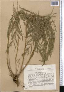 Artemisia oliveriana J. Gay ex DC., Средняя Азия и Казахстан, Северный и Центральный Тянь-Шань (M4) (Казахстан)