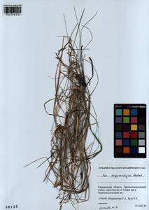 Poa pratensis subsp. pratensis, Сибирь, Алтай и Саяны (S2) (Россия)