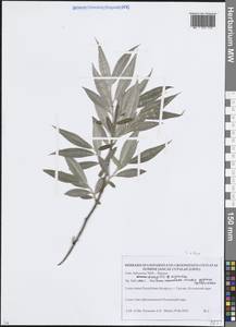 Ива белая, Ветла L., Восточная Европа, Белоруссия (E3a) (Белоруссия)