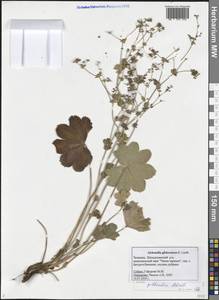 Манжетка бугорчатая H. Lindb., Восточная Европа, Средневолжский район (E8) (Россия)