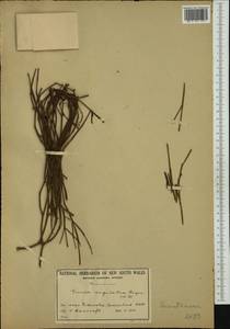 Viscum angulatum B. Heyne ex DC., Австралия и Океания (AUSTR) (Австралия)