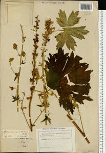 Aconitum lycoctonum subsp. lasiostomum (Rchb.) Warncke, Восточная Европа, Северо-Западный район (E2) (Россия)