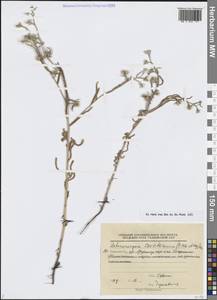 Pseudoheterocaryum szovitsianum (Fisch. & C.A.Mey.) Kaz.Osaloo & Saadati, Средняя Азия и Казахстан, Памир и Памиро-Алай (M2) (Таджикистан)