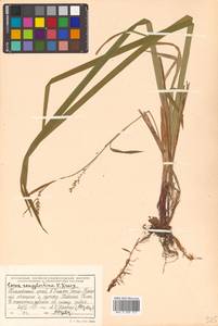 Carex auriculata Franch., Сибирь, Дальний Восток (S6) (Россия)