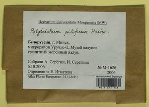 Polytrichum piliferum Hedw., Гербарий мохообразных, Мхи - Белоруссия (B2) (Белоруссия)