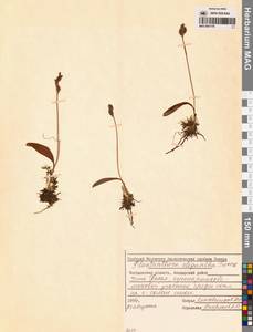 Platanthera oligantha Turcz., Сибирь, Чукотка и Камчатка (S7) (Россия)