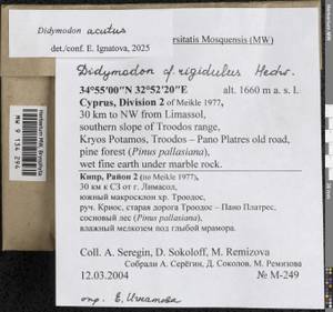 Didymodon acutus (Brid.) K. Saito, Гербарий мохообразных, Мхи - Азия (вне границ бывшего СССР) (BAs) (Кипр)