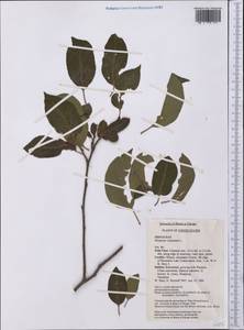 Diospyros virginiana L., Америка (AMER) (США)
