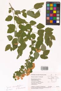 Спирея дубровколистная, Таволга дубровколистная L., Восточная Европа, Центральный район (E4) (Россия)