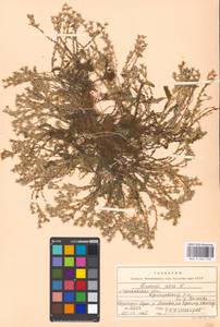Очиток едкий L., Восточная Европа, Московская область и Москва (E4a) (Россия)