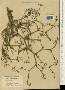 Жабрица извилистая L., Крым (KRYM) (Россия)