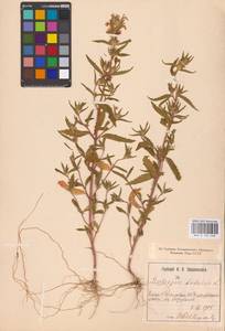 MHA 0 154 268, Пикульник ладанниковый L., Восточная Европа, Северо-Украинский район (E11) (Украина)