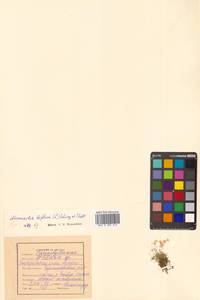 Шерлерия двухцветковая (L.) A. J. Moore & Dillenb., Сибирь, Дальний Восток (S6) (Россия)