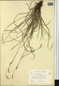 Carex rhizina subsp. rhizina, Западная Европа (EUR) (Финляндия)