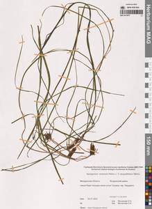 Ежеголовник всплывающий, Ежеголовник всплывший Rehmann, Сибирь, Чукотка и Камчатка (S7) (Россия)