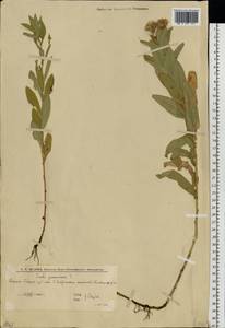 Pentanema germanicum (L.) D. Gut. Larr., Santos-Vicente, Anderb., E. Rico & M. M. Mart. Ort., Восточная Европа, Нижневолжский район (E9) (Россия)