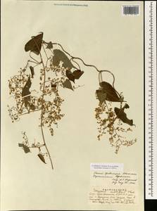 Reynoutria multiflora (Thunb.) Moldenke, Зарубежная Азия (ASIA) (КНР)