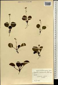 Pyrola asarifolia subsp. incarnata (DC.) A.E.Murray, Монголия (MONG) (Монголия)