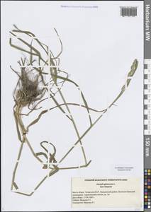 Ежа сборная L., Восточная Европа, Средневолжский район (E8) (Россия)