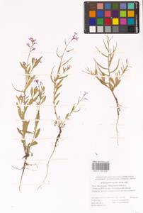 Хориспора нежная, Хориспора тоненькая (Pall.) DC., Восточная Европа, Нижневолжский район (E9) (Россия)