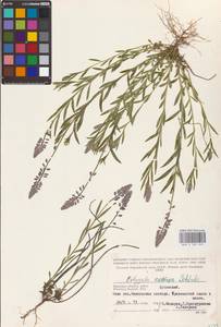 Истод хохлатый Schkuhr, Восточная Европа, Западный район (E3) (Россия)