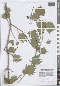 Ampelopsis vitifolia subsp. vitifolia, Средняя Азия и Казахстан, Памир и Памиро-Алай (M2) (Узбекистан)