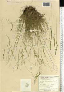 Овсяница овечья L., Восточная Европа, Западно-Украинский район (E13) (Украина)