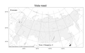 Viola rossii, Фиалка Росса Hemsl., Атлас флоры России (FLORUS) (Россия)