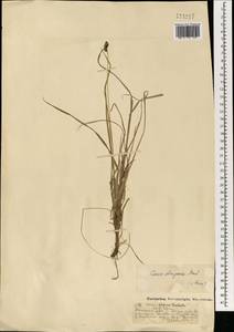 Осока средняя R.Br., Монголия (MONG) (Монголия)