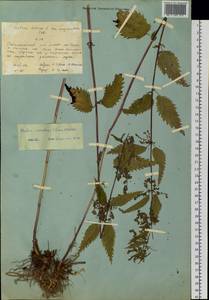 Urtica dioica subsp. sondenii (Simmons) Hyl., Сибирь, Якутия (S5) (Россия)