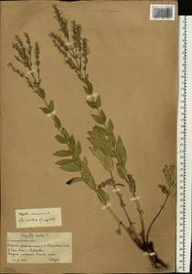 Котовник голый, Восточная Европа, Нижневолжский район (E9) (Россия)