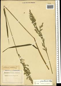 Lolium pratense (Huds.) Darbysh., Кавказ (без точных местонахождений) (K0) (Неизвестно)