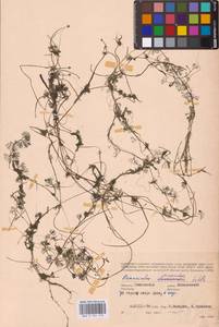 Водяной лютик завитой, Шелковник завитой Sibth., Восточная Европа, Западный район (E3) (Россия)