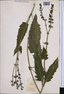 Salvia pratensis subsp. bertolonii (Vis.) Soó, Западная Европа (EUR)