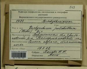 Eurhynchiastrum pulchellum (Hedw.) Ignatov & Huttunen, Гербарий мохообразных, Мхи - Центральное Черноземье (B10) (Россия)