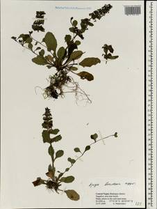 Ajuga integrifolia Buch.-Ham., Зарубежная Азия (ASIA) (Непал)