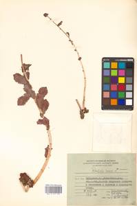 Phedimus stevenianus (Rouy & E.G.Camus) 't Hart, Сибирь, Дальний Восток (S6) (Россия)